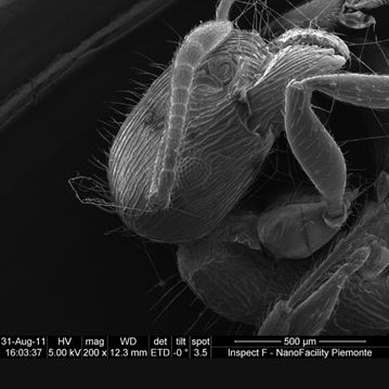 La fabbrica delle nanostrutture